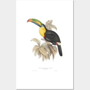 Vintage Toucan Bird Ornithology Natural History Illustration Posters and Art